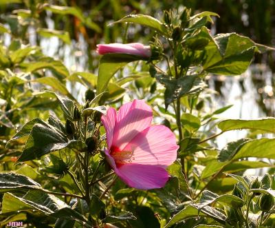Hibiscus palustris L. (swamp rose mallow), flower