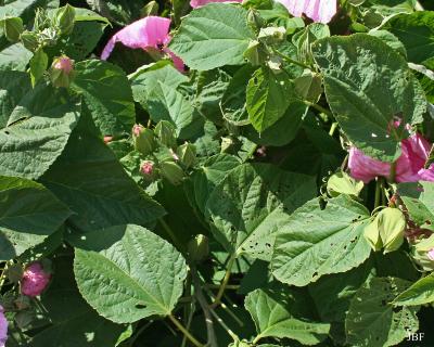 Hibiscus moscheutos ‘Super Rose’ (Super Rose common rose-mallow), leaves