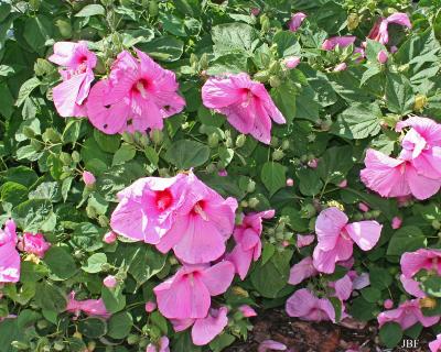 Hibiscus moscheutos ‘Super Rose’ (Super Rose common rose-mallow), growth habit