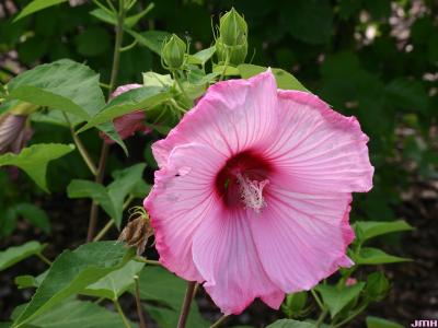 Hibiscus ‘Sweet Caroline’ (Sweet Caroline hibiscus) PP7,608, flower