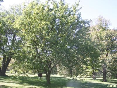 Maclura pomifera (Raf.) C. K. Schneid. (Osage-orange), growth habit, tree form