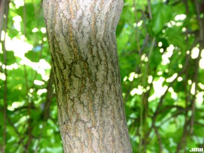 Morus alba ‘Pendula’ (Weeping white mulberry), bark