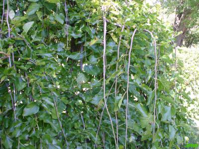 Morus alba ‘Pendula’ (Weeping white mulberry), branches