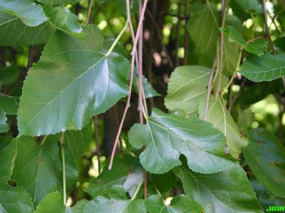 Morus alba ‘Pendula’ (Weeping white mulberry), leaves
