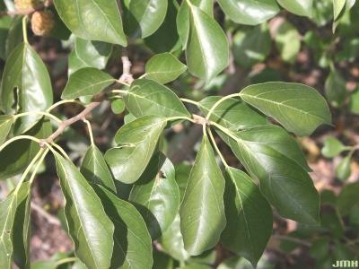 Cudrania tricuspidata (Carrière) Bureau ex Lavallée (storehousebush), leaves