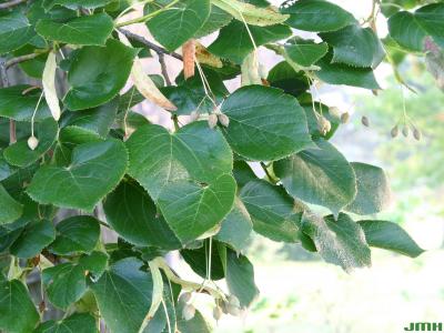 Tilia x euchlora K. Koch (Crimean linden), leaves