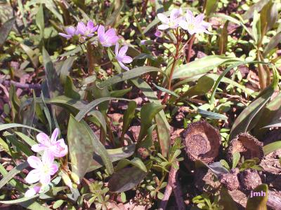Claytonia virginica L. (spring beauty), growth habit