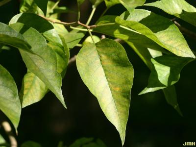 Maclura pomifera (Raf.) C. K. Schneid. (Osage-orange), leaves