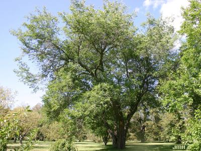 Morus alba L. (white mulberry), growth habit, tree form