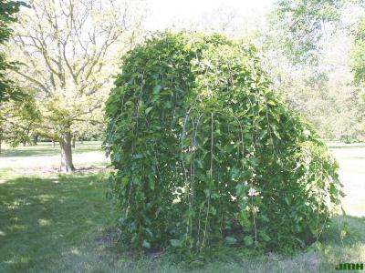 Morus alba ‘Pendula’ (Weeping white mulberry), growth habit, tree form