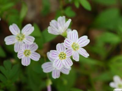Claytonia virginica L. (spring beauty), flowers