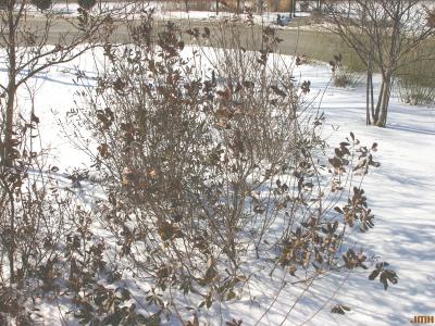 Myrica pensylvanica Loisel. (bayberry), growth habit, shrub form in winter, snow on ground