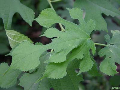 Morus rubra L. (red mulberry), leaves
