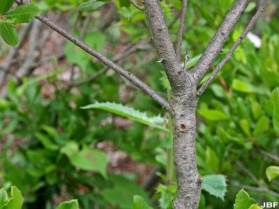 Myrica pensylvanica Loisel. (bayberry), bark