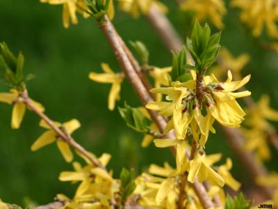 Forsythia ‘Northern Gold’ (Northern Gold forsythia), flowers
