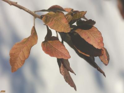 Myrica pensylvanica Loisel. (bayberry), leaves in winter