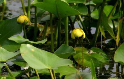 Nuphar advena (Aiton) W. T. Aiton (yellow pond-lily), close-up of flowers