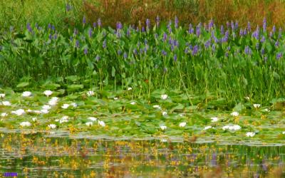 Nymphaea odorata Aiton (fragrant water-lily), growth habit, habitat,  shown with Pickerelweed in the background and Swollen Bladderwort (Utricularia inflatain) the foreground 