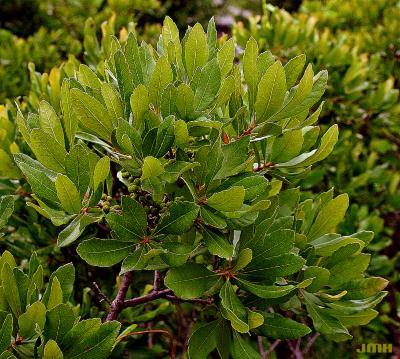 Myrica pensylvanica Loisel. (bayberry), leaves