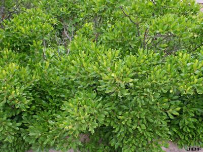 Myrica pensylvanica Loisel. (bayberry), growth habit, shrub form