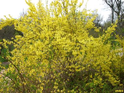 Forsythia suspensa (Thunb.) Vahl (weeping forsythia), growth habit, shrub form