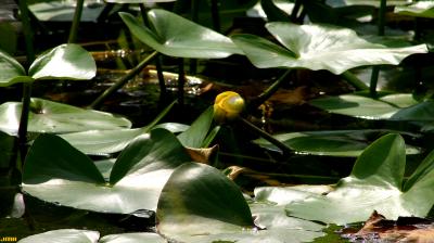 Nuphar advena (Aiton) W. T. Aiton (yellow pond-lily), leaves