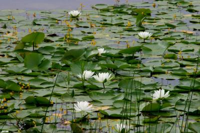 Nymphaea odorata Aiton (fragrant water-lily), flowers and leaves