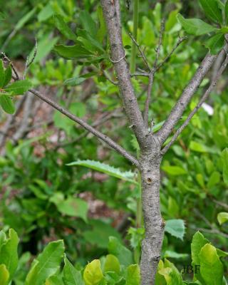 Myrica pensylvanica Loisel. (bayberry), bark