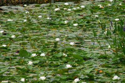 Nymphaea odorata Aiton (fragrant water-lily), growth habit, habitat