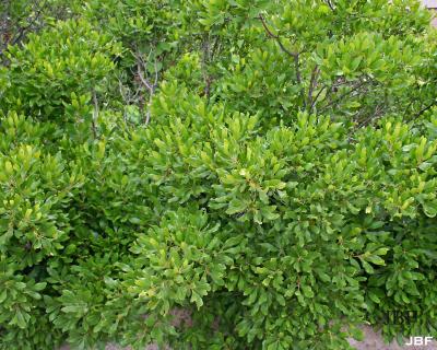 Myrica pensylvanica Loisel. (bayberry), growth habit, shrub form