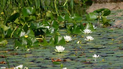 Nymphaea odorata Aiton (fragrant water-lily), flowers and leaves