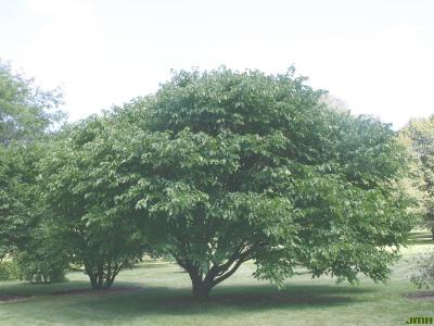 Morus australis Poir. (Japanese mulberry), growth habit, tree form
