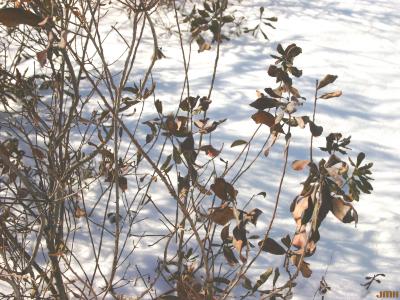 Myrica pensylvanica Loisel. (bayberry), branches in winter, snow on ground