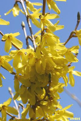 Forsythia ‘Meadowlark’ (Meadowlark forsythia), flowers
