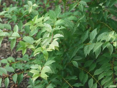 Forsythia viridissima var. koreana ‘Kumson’ (Kumson Korean forsythia), growth habit