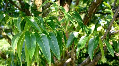 Fraxinus quadrangulata Michx. (blue ash), leaves