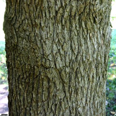 Fraxinus quadrangulata Michx. (blue ash), bark