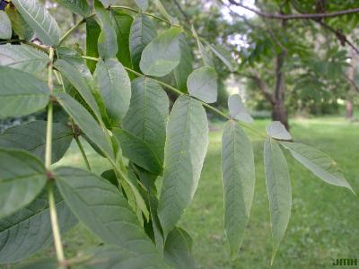 Fraxinus nigra Marsh. (black ash), leaves