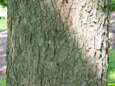 Fraxinus nigra Marsh. (black ash), bark