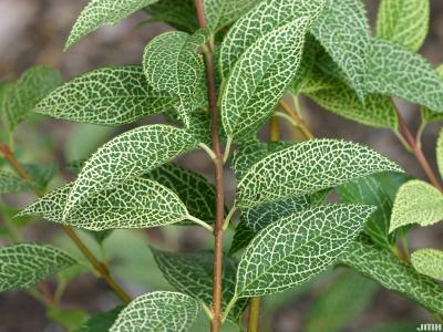 Forsythia viridissima var. koreana ‘Kumson’ (Kumson Korean forsythia), leaves