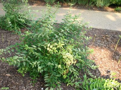 Forsythia viridissima var. koreana ‘Kumson’ (Kumson Korean forsythia), growth habit, shrub form