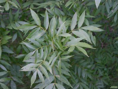 Fraxinus excelsior L. (European ash), leaves