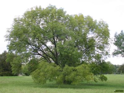 Fraxinus excelsior L. (European ash), growth habit, tree form