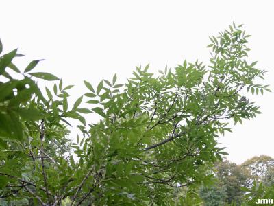 Fraxinus excelsior L. (European ash), branches