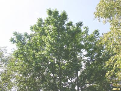 Fraxinus nigra Marsh. (black ash), growth habit, tree form