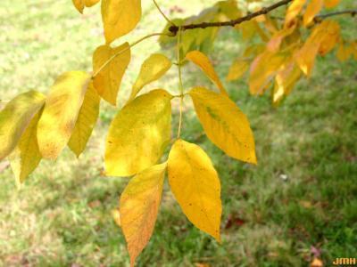 Fraxinus americana L. (white ash), leaves, fall color
