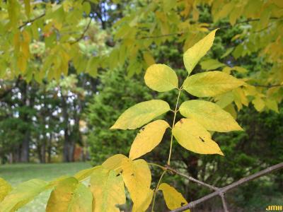 Fraxinus americana L. (white ash), leaves, fall color