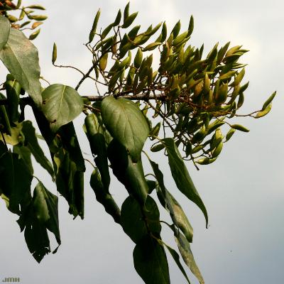 Syringa pekinensis ‘Zhang Zhiming’ (Peking lilac – BEIJING GOLD®), leaves, fruit