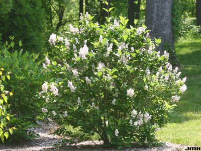 Syringa villosa Vahl. (late lilac), growth habit, shrub form