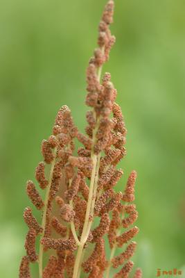 Osmunda regalis L. (royal fern), sori  on fertile frond